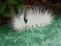 Calliteara horsfieldii