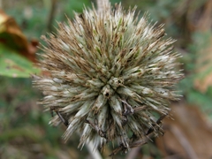Echinops sphaerocephalus