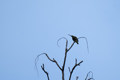 Arachnothera chrysogenys