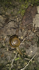 Macrochlamys hippocastaneum