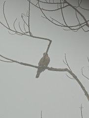 Harpagus bidentatus