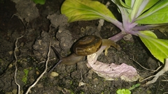 Macrochlamys hippocastaneum