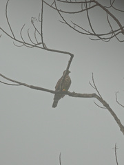 Harpagus bidentatus