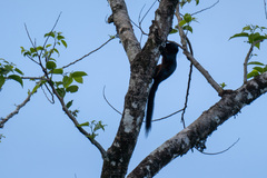 Callosciurus prevostii