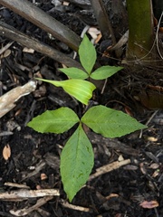 Arisaema acuminatum