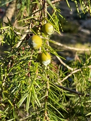 Juniperus oxycedrus