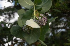 Calotropis procera