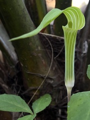 Arisaema acuminatum