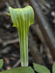 Arisaema acuminatum