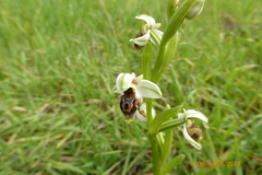 Ophrys umbilicata