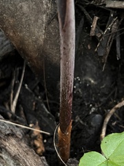 Arisaema acuminatum