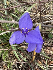 Tradescantia ohiensis