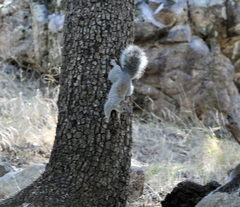 Sciurus arizonensis