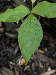 Arisaema acuminatum