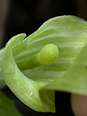 Arisaema acuminatum