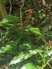 Alpinia intermedia