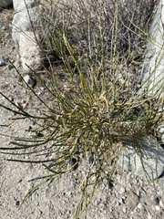 Lepidospartum squamatum