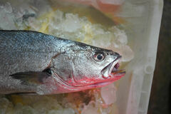 Argyrosomus japonicus