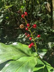 Alpinia intermedia