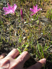 Hesperantha pauciflora