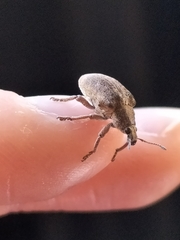 Gonipterus platensis