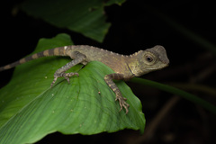 Gonocephalus bornensis