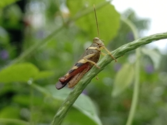 Apalacris varicornis