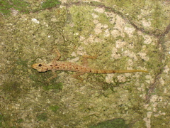 Cnemaspis peninsularis