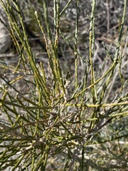 Lepidospartum squamatum