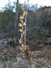Fouquieria burragei