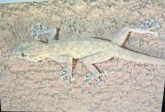 Ptyodactylus hasselquistii