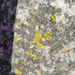 Candelaria concolor