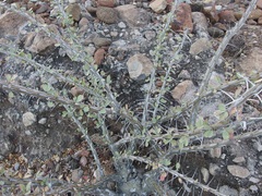 Fouquieria burragei
