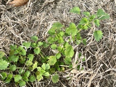 Urtica chamaedryoides