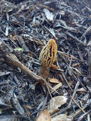 Morchella rufobrunnea