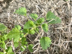 Urtica chamaedryoides
