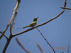 Merops viridissimus