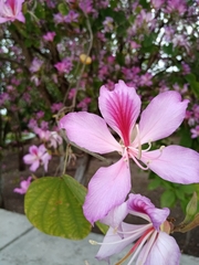 Bauhinia variegata