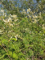 Senegalia bonariensis