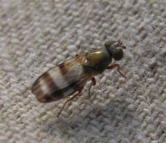 Chaetopsis fulvifrons