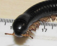 Doratogonus infragilis