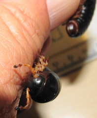 Doratogonus infragilis