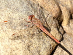 Crocothemis sanguinolenta