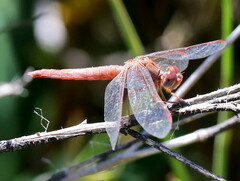 Crocothemis sanguinolenta