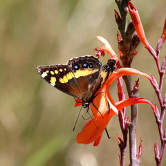 Aeropetes tulbaghia
