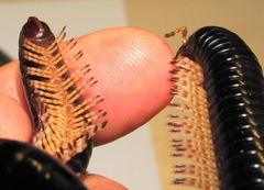Doratogonus infragilis