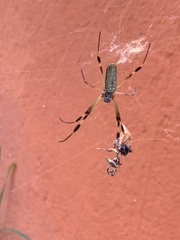 Trichonephila clavipes