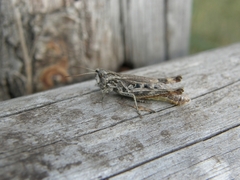 Chorthippus macrocerus