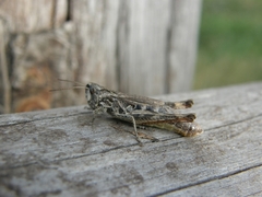 Chorthippus macrocerus