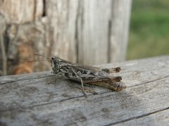 Chorthippus macrocerus